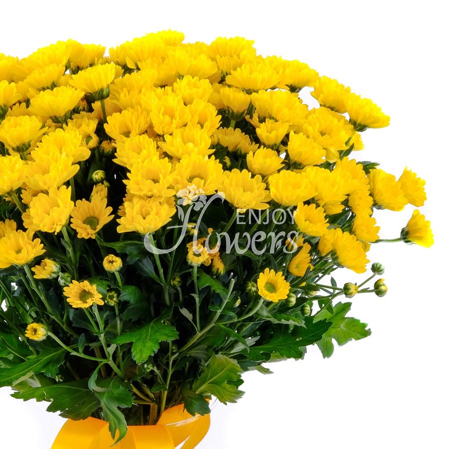 Букет из 15 хризантем "Сантини желтые"