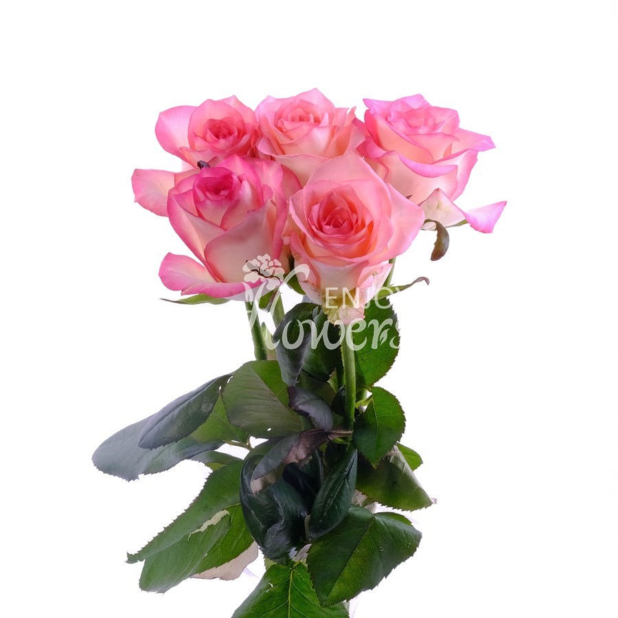 Букет из 5 нежно-розовых роз "Джумилия"