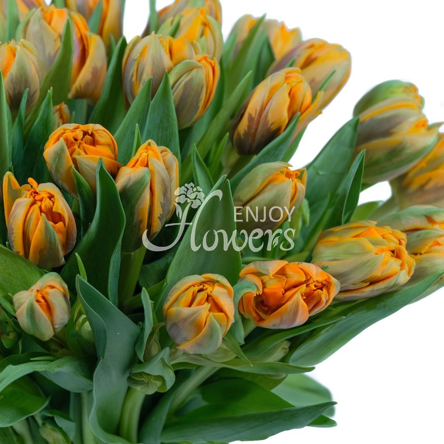 Букет из 51 тюльпана "Оранжевые пионовидные тюльпаны"