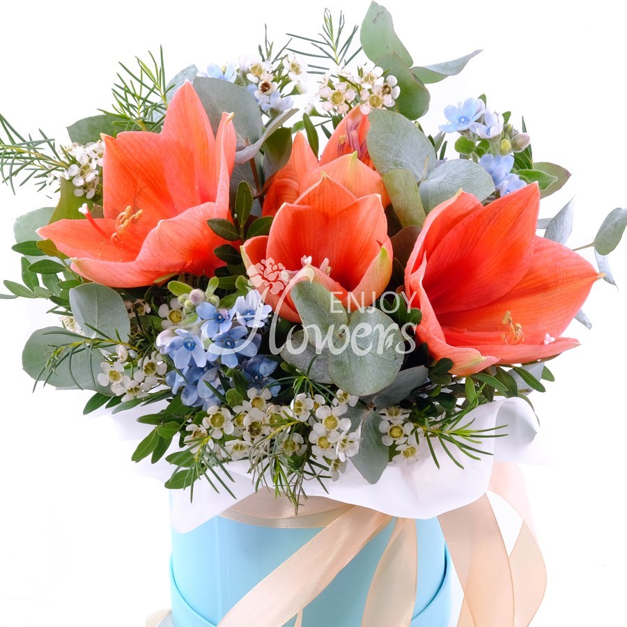 Композиция из персикового амариллиса и голубого оксипеталума "Персиковый нектар"
