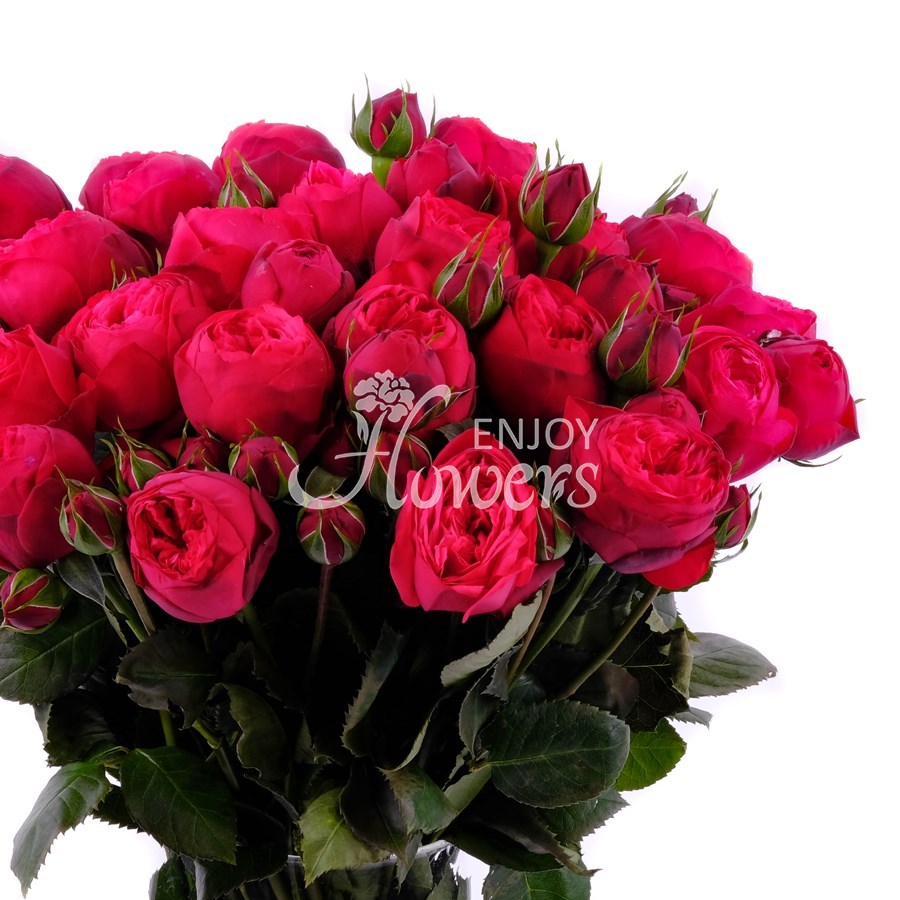 Красные пионовидные розы "Ред Пиано"