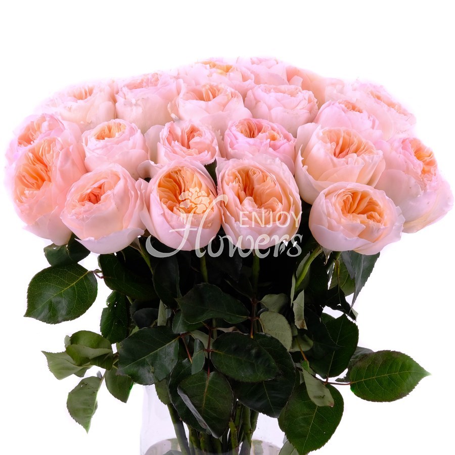 Персиковые пионовидные розы "Джульетта"