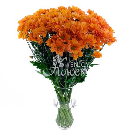Хризантемы кустовые оранжевые