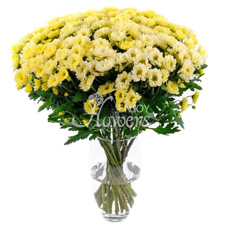 Хризантемы поштучно купить с доставкой в Москве недорого - EnjoyFlowers.ru